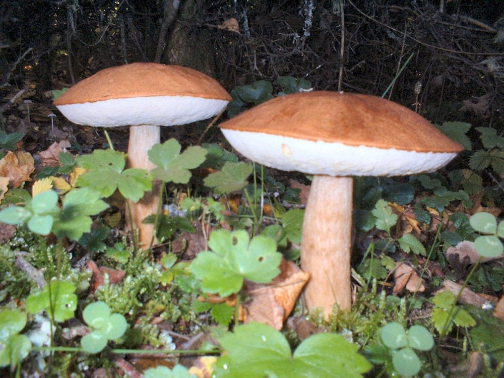 leccinum aurantiacum